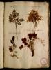  Fol. 11 

Daucus Creticus. Thlaspi semper virens. Ascyron arboreum ex Ilva. Trifolium hepaticum foliis minimis